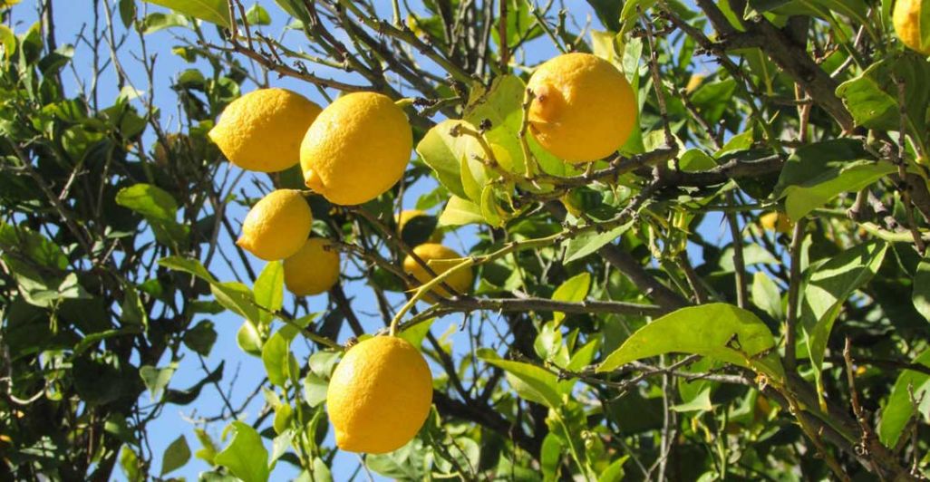 lemon tour in Amalfi Coast