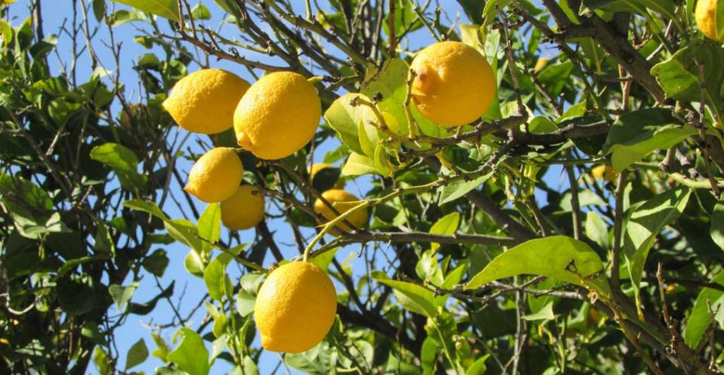 lemon tour in Costiera Amalfitana
